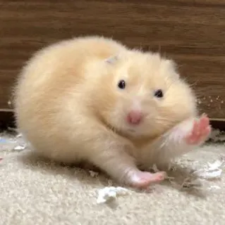 👋 eeeea4bf Hamster, Nagetier, süß, Tier, Haustier, klein telegram sticker