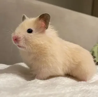 🧐 f638eac0 Hamster, süß, Haustier, Tier, Nagetier, Kleintier telegram sticker