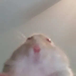 😳 f8f57a2c Hamster, Haustier, Tier, Nagetier, niedlich, lustig telegram sticker