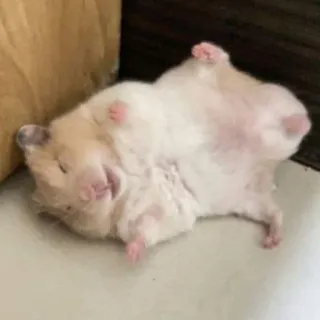 🤣 f95c6ffe Hamster, Tier, Haustier, Nagetier, süß, Schlaf, schlafend, lustig telegram sticker