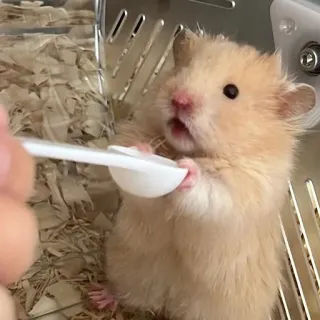 😦 fa4c1e92 Hamster, süß, Tier, Haustier, Nagetier, klein, zahm telegram sticker