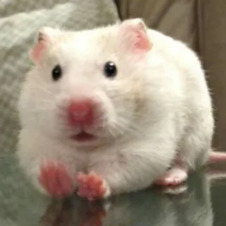 😨 fbe6897a Hamster, Haustier, Tier, süß, Nagetier telegram sticker