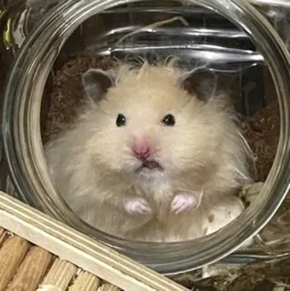 😠 fec4c1a9 Hamster, Tier, Nagetier, Glas, niedlich, Haustier, flauschig, klein telegram sticker