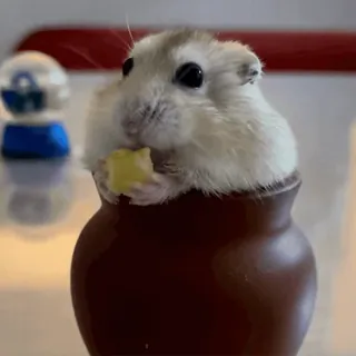 🥟 06950834 hamster, schattig, dier, huisdier, knaagdier, lief, klein, pot telegram sticker