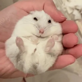 🥟 08d0b346 hamster, schattig, huisdier, dier, knaagdier, wit, klein, fluffy telegram sticker