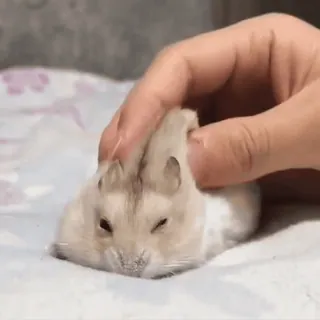 🥟 15582086 hamster, huisdier, dier, schattig, knaagdier, klein, hand, tam telegram sticker