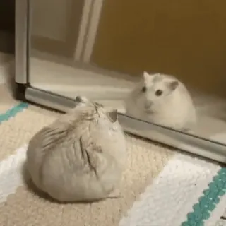 🥟 1844d746 hamster, spiegel, dier, reflectie, schattig, knaagdier telegram sticker