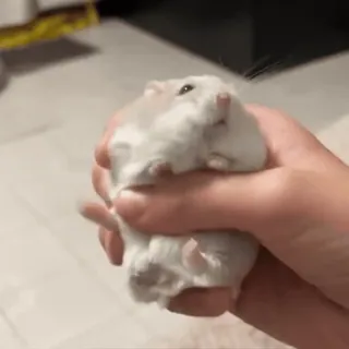 🥟 1879f245 hamster, dier, huisdier, knaagdier, klein dier, schattig telegram sticker