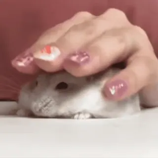 🥟 1d6370d3 hamster, huisdier, dier, knaagdier, schattig, klein, hand, vingers telegram sticker