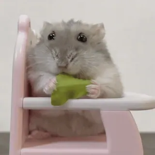 🥟 24d3364f hamster, knaagdier, dier, huisdier, schattig, stoel, klein, eten telegram sticker