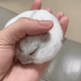 🥟 30be0926 hamster, dier, huisdier, klein, schattig, slaap, hand telegram sticker