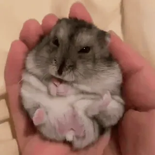 🥟 3115342a hamster, schattig, dier, huisdier, knaagdier, klein, fluffy telegram sticker