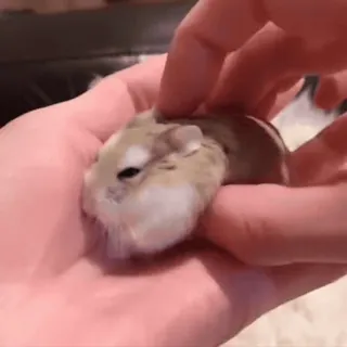 🥟 5f633208 hamster, huisdier, dier, schattig, klein, knaagdier, hand, handpalm, lief telegram sticker