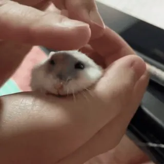🥟 71bec4ea hamster, huisdier, lief, dier, klein, knaagdier, hand, tam telegram sticker