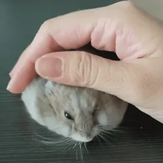 🥟 7551d67f hamster, huisdier, dier, knaagdier, schattig, klein, hand, aaien telegram sticker