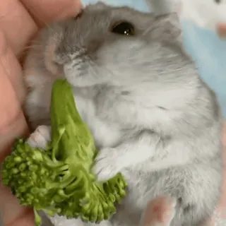 Хомячки • @TgStickery whatsapp stickers