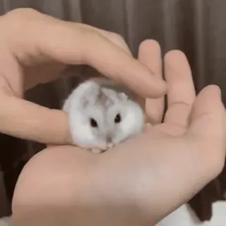 🥟 86a641f9 hamster, schattig, huisdier, dier, klein, knaagdier, handen telegram sticker