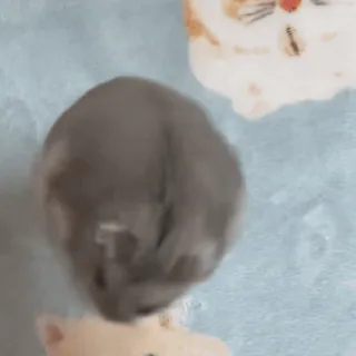 🥟 8fbb094b hamster, dier, huisdier, schattig, knaagdier telegram sticker