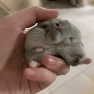 🥟 8fc6e76c hamster, dier, knaagdier, huisdier, schattig, klein, hand telegram sticker