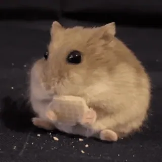 🥟 92416bbb hamster, dier, schattig, knaagdier, huisdier, eten telegram sticker