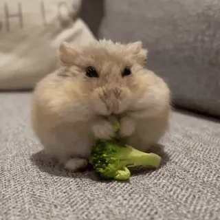🥟 9a4a7d92 hamster, schattig, dier, huisdier, broccoli, knaagdier, klein, eten telegram sticker