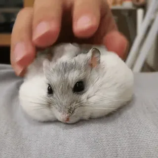 🥟 a6f5265b hamster, schattig, huisdier, dier, klein, grijs, wit telegram sticker