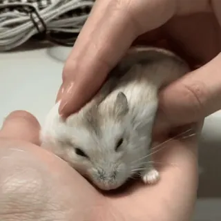 🥟 a78fb8c6 hamster, huisdier, dier, knaagdier, klein, schattig telegram sticker