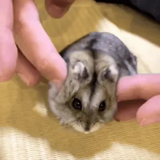 🥟 aad8bedc hamster, schattig, dier, huisdier, knaagdier, klein, harig telegram sticker