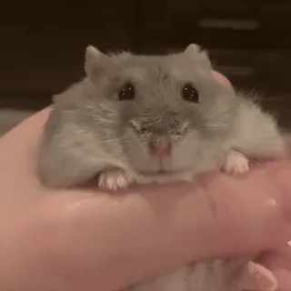 🥟 b49ee9b1 hamster, huisdier, dier, schattig, knaagdier telegram sticker