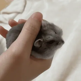 🥟 b67df80e hamster, dier, huisdier, klein, schattig, knaagdier telegram sticker