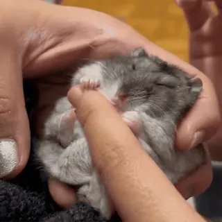 🥟 c0432009 hamster, huisdier, dier, schattig, klein, knaagdier telegram sticker