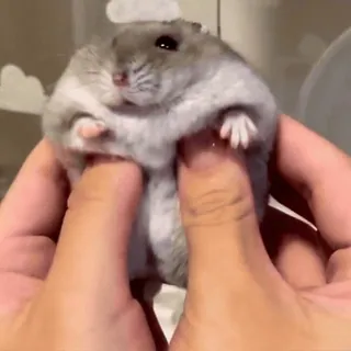 🥟 c14f41b1 hamster, huisdier, schattig, dier, knaagdier, klein telegram sticker