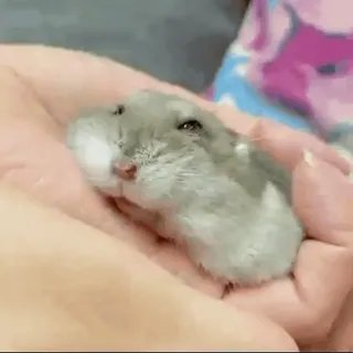 🥟 dc4f6d9c hamster, dier, schattig, knaagdier, huisdier, klein, zoogdier, tam telegram sticker