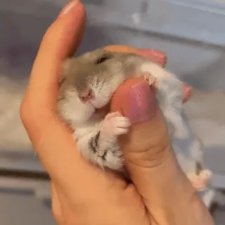 🥟 ddc8c772 hamster, dier, schattig, huisdier, klein, hand, knaagdier telegram sticker