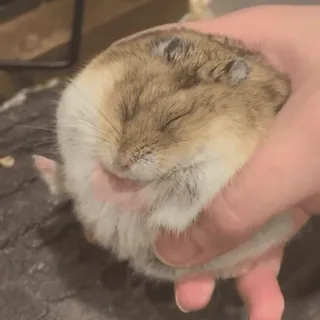 🥟 ec99396f hamster, schattig, dier, huisdier, knaagdier, klein, tam, slapend telegram sticker