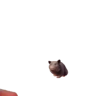 🏃 48828056 สัตว์, แฮมสเตอร์, เล็ก, น่ารัก, สัตว์เลี้ยง telegram sticker