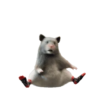 🤷 c7053303 แฮมสเตอร์, สัตว์, สัตว์ฟันแทะ, น่ารัก, ถุงเท้า telegram sticker