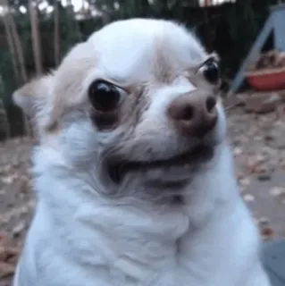 😠 065dc95a chó, chihuahua, meme, động vật, thú cưng, hài hước telegram sticker