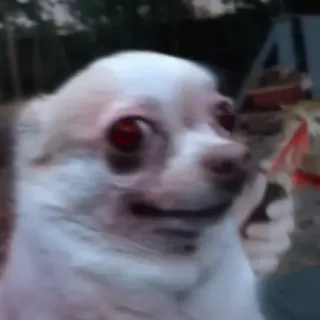 🔪 096d349d chó, chihuahua, động vật, meme, hài hước, thú cưng telegram sticker