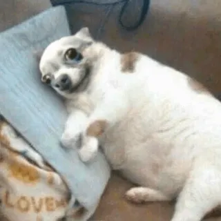 🙂 3c2bfe6f chó, chihuahua, động vật, dễ thương, thú cưng, yêu telegram sticker