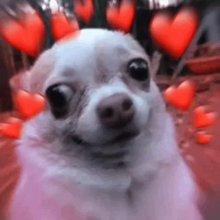 ❤️ 4c04e0f7 chó, chihuahua, trái tim, tình yêu, dễ thương, động vật telegram sticker