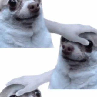 🤏 7359e3bd chó, thú cưng, động vật, chihuahua, dễ thương telegram sticker