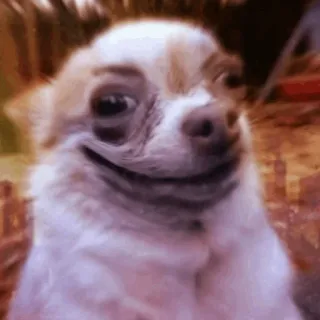 😈 74936253 chó, chihuahua, động vật, meme, hài hước, thú cưng telegram sticker