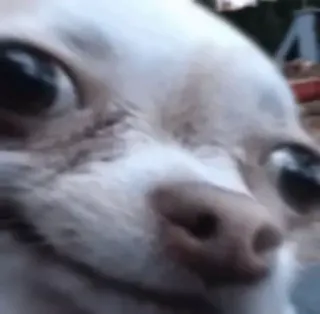 😊 795b5b09 chó, chihuahua, động vật, thú cưng telegram sticker