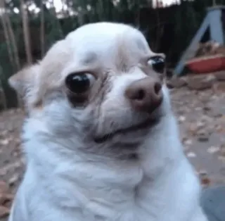 😑 967de26e chó, chihuahua, meme, hài hước, động vật telegram sticker