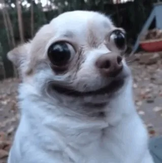 😍 9ac135f5 chó, chihuahua, meme, hài hước, động vật, dễ thương telegram sticker