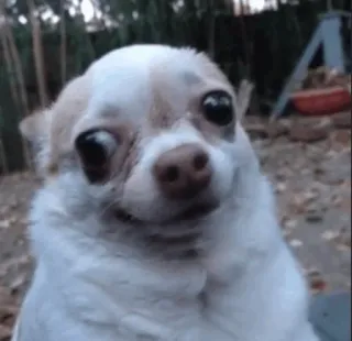 👀 9e6923c0 chó, chihuahua, động vật, thú cưng, dễ thương, hài hước telegram sticker