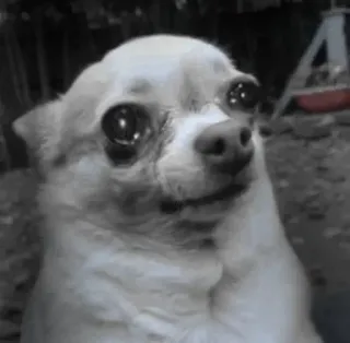 🥺 b16d90dd chó, chihuahua, động vật, dễ thương telegram sticker