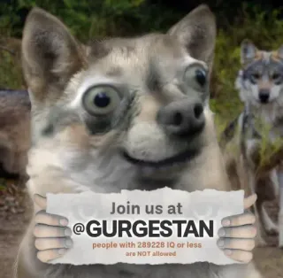 🐺 b295d0a1 Join us at @GURGESTAN people with 289228 IQ or less are NOT allowed chó, meme, hài hước, chữ, Gurgestan telegram sticker