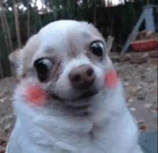 😊 bc459dbf chó, chihuahua, động vật, thú cưng, dễ thương, hài hước, meme telegram sticker